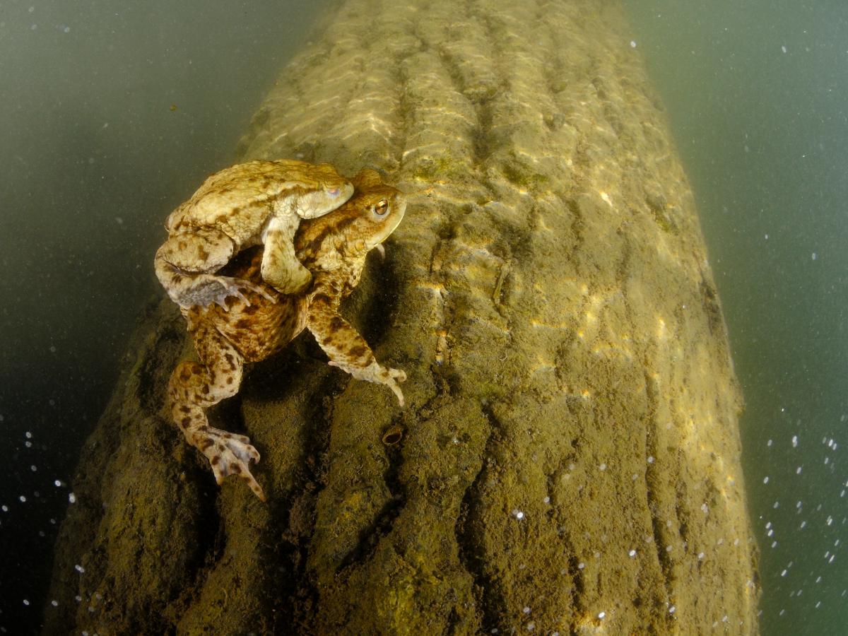 Násfayné Kőházi Mária