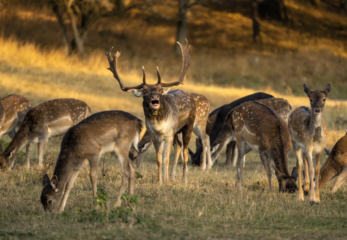 dr. Horváth Erzsébet