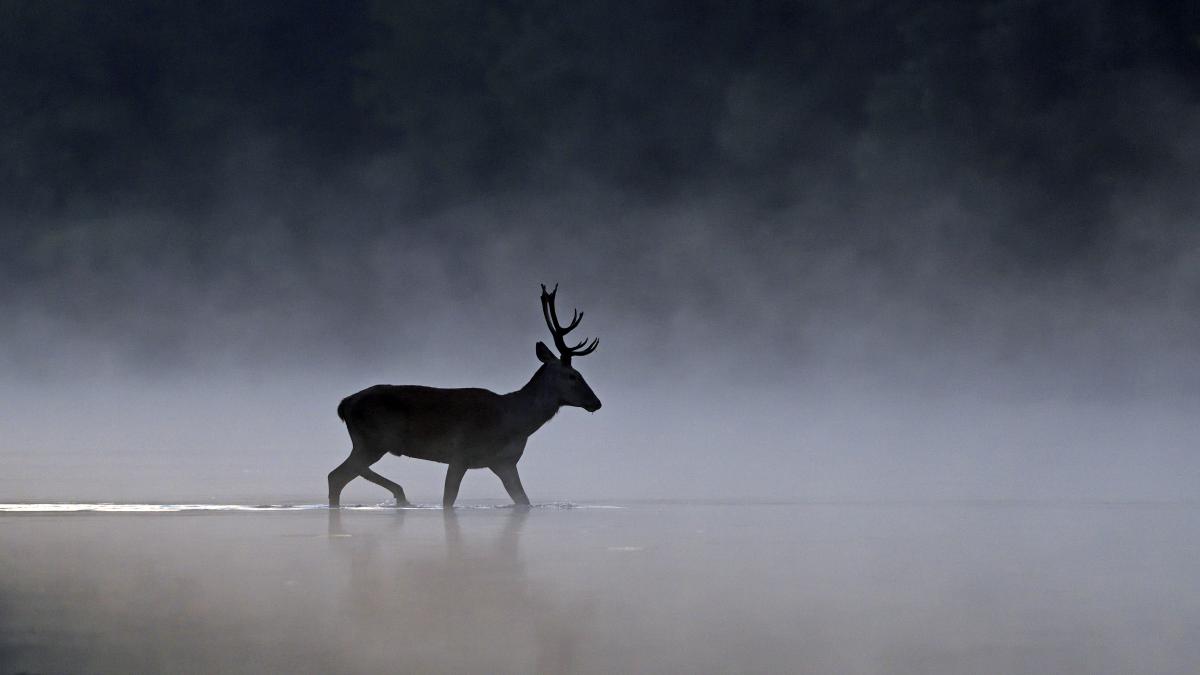 Násfayné Kőházi Mária