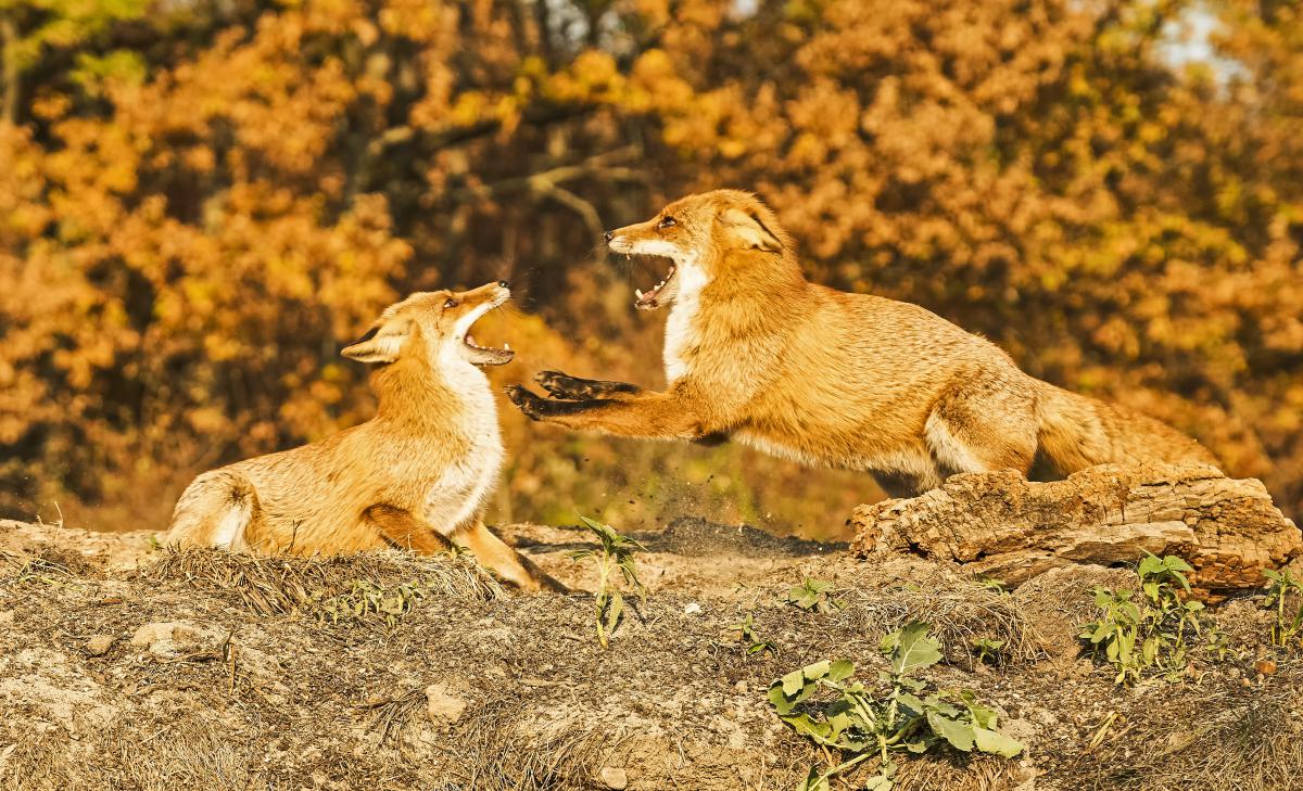 dr. Horváth Erzsébet