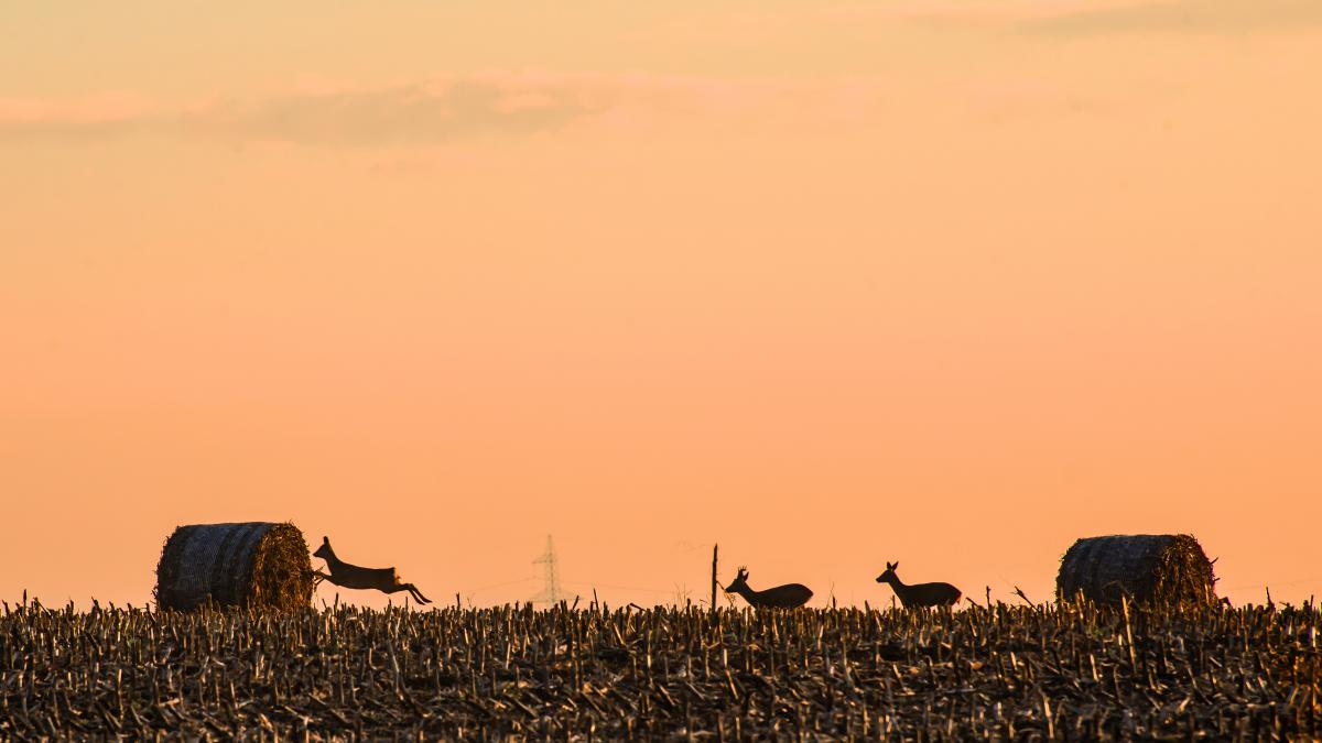 Gaál Zoltán Péter