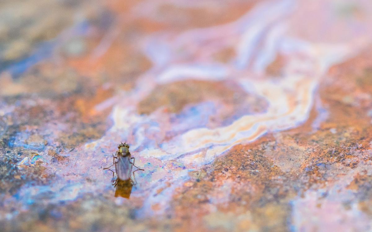 Koncz-Bisztricz Tamás