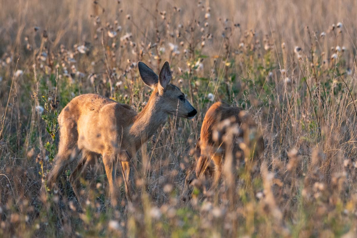 Gémné Kovács Anita