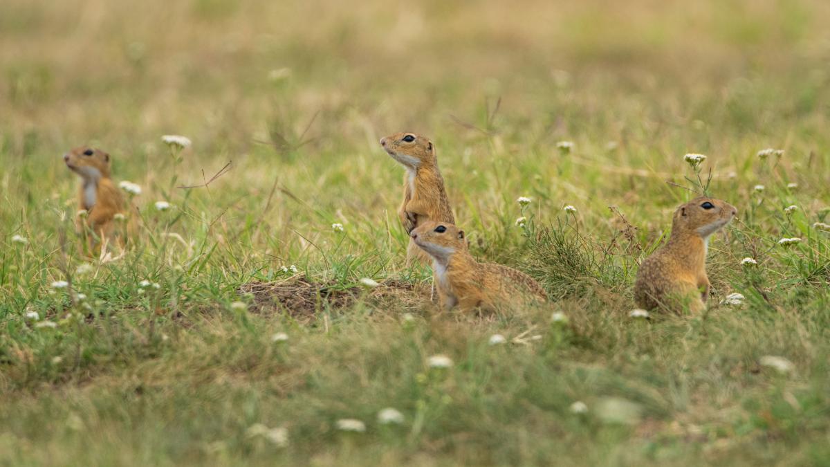 Gémné Kovács Anita