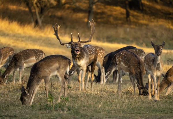 Barcogó bika és háreme