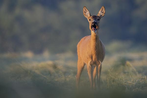&quot;Riasztó&quot;