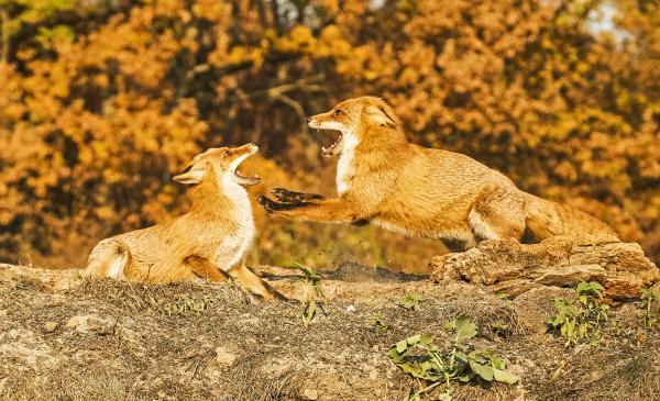 Szülői fegyelmezés