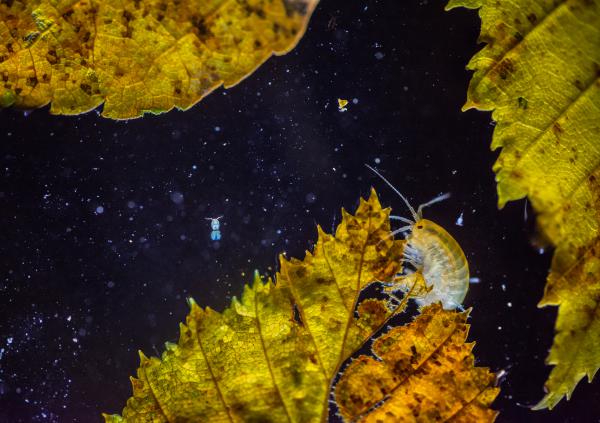 A bolharák univerzuma