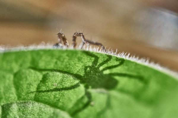 Árnyékra vetődtem