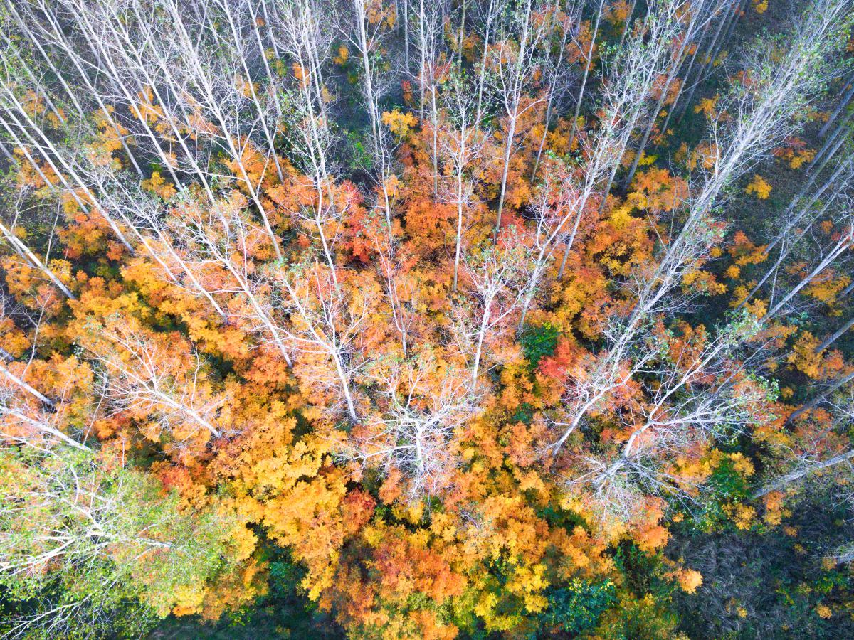Koncz-Bisztricz Tamás