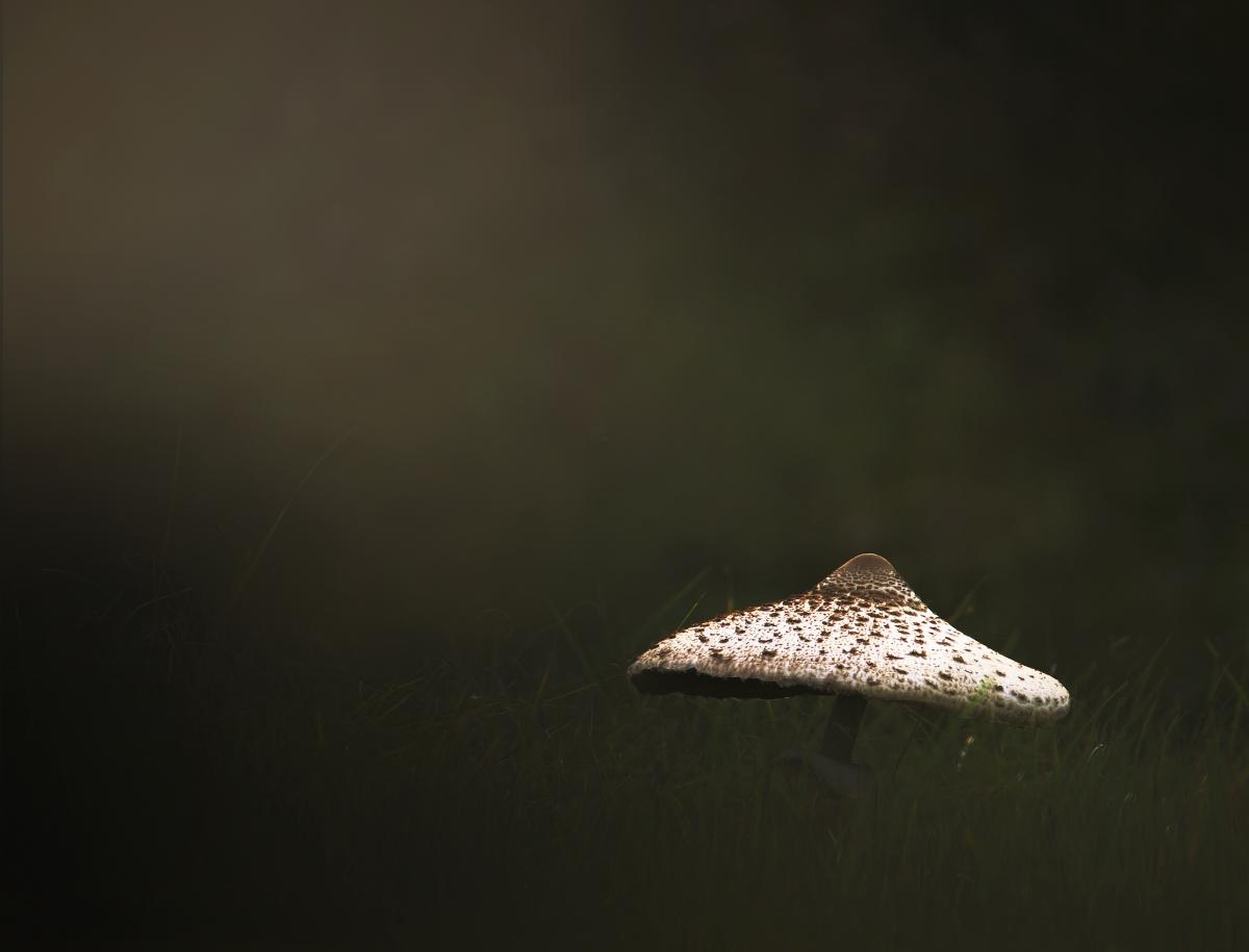 Ferkó László Szilveszter 