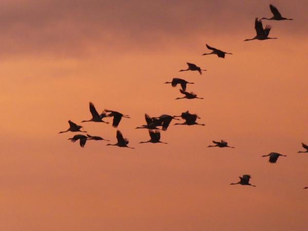 Daru vonulás hajnalban