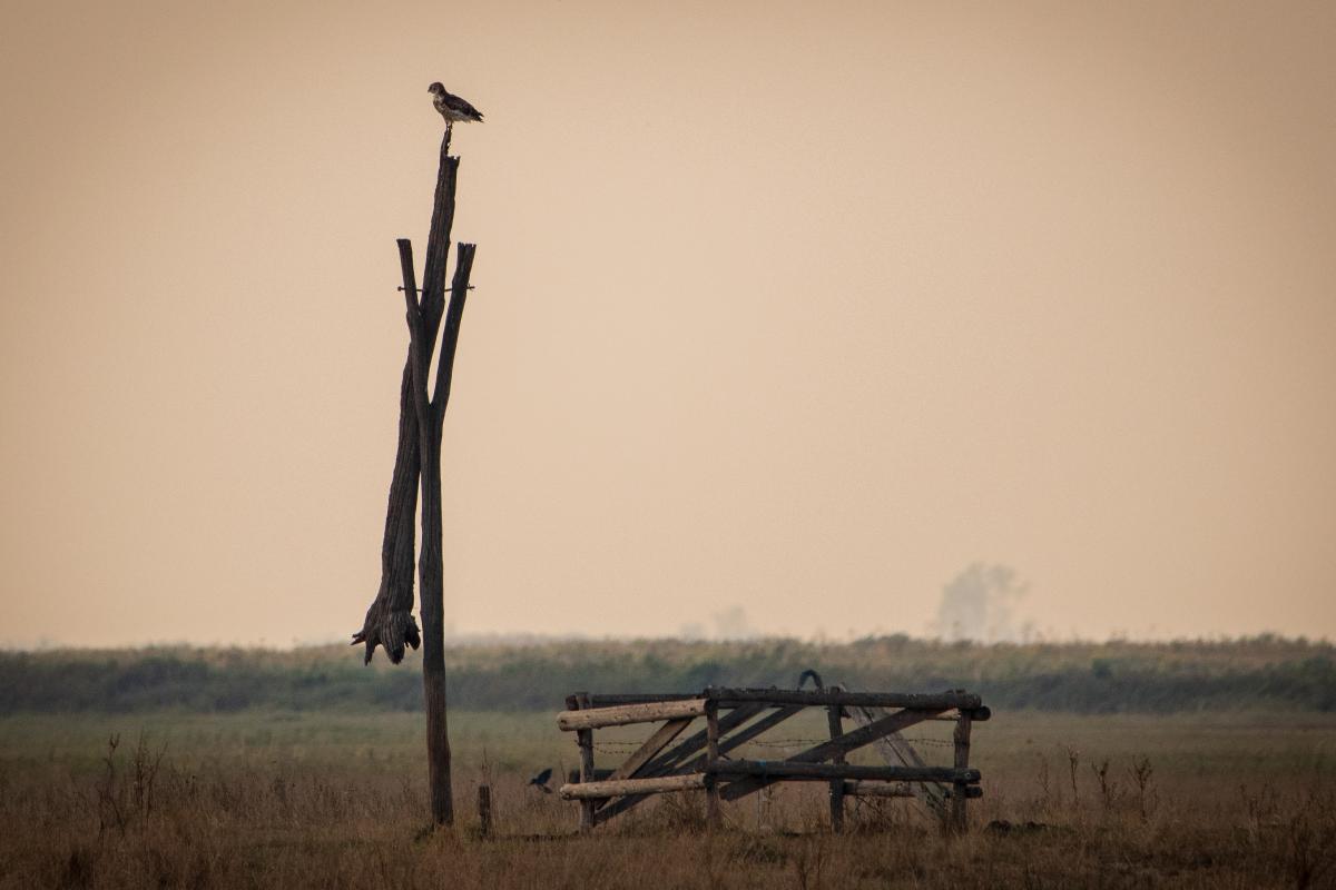 Gémné Kovács Anita