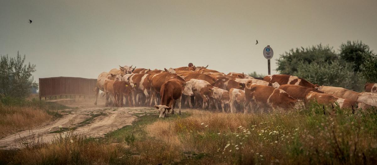Gémné Kovács Anita