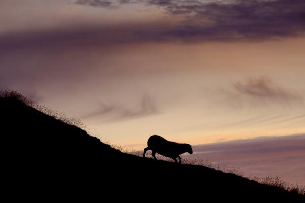 Silhouette of a sheep in mountain lights