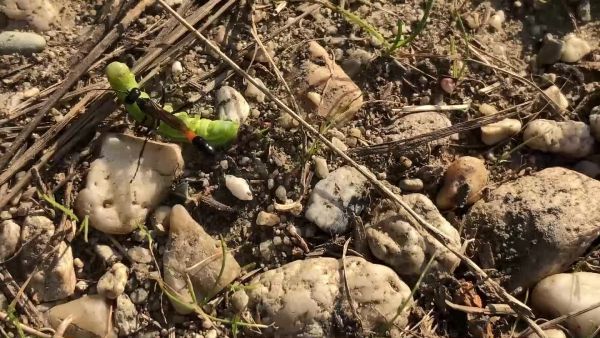 Éléskamra feltöltése