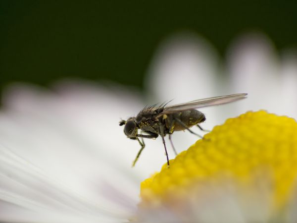 Bepúderezem az orromat