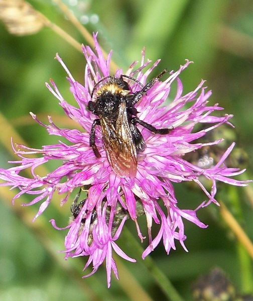 Elkelne egy hajszárító!
