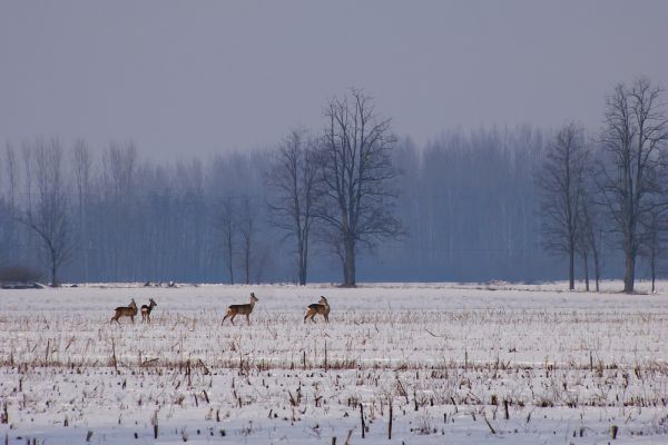 Téli táj őzekkel