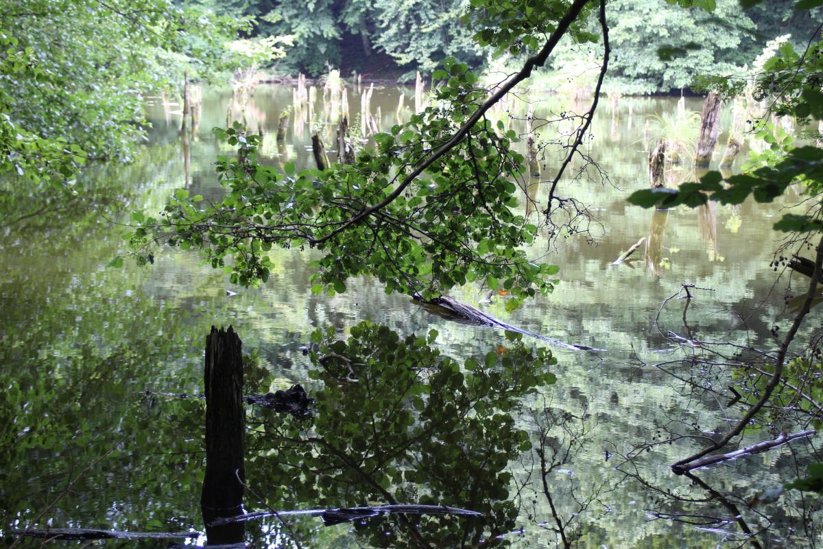 Schubkégel Krisztina