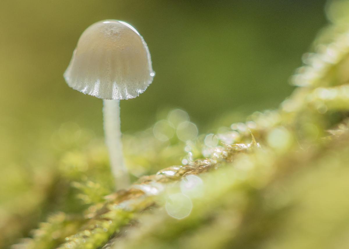 Koncz-Bisztricz Tamás