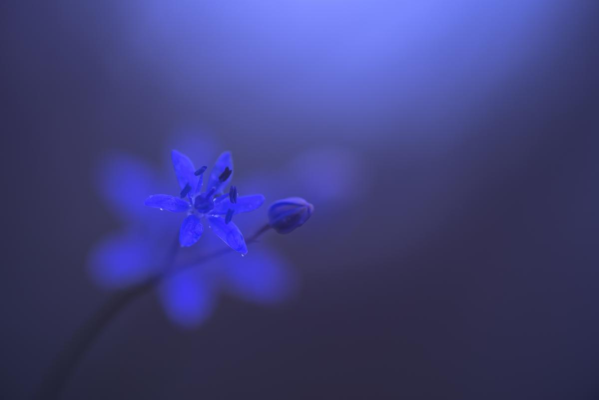 Darányiné Bakos Éva