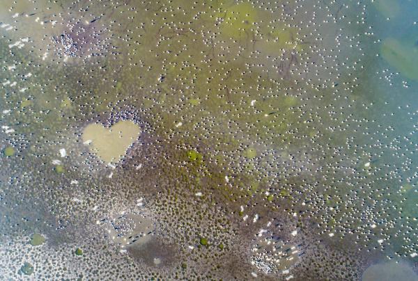 Madárországból, szeretettel