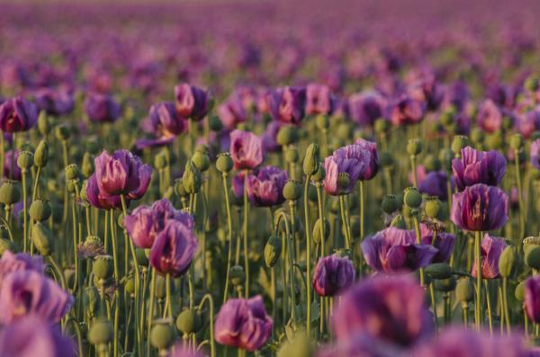 A mákvirág az igazi.