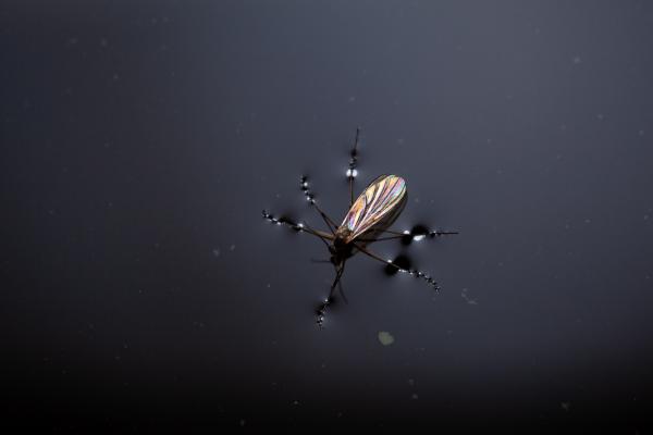 Felületi feszültség