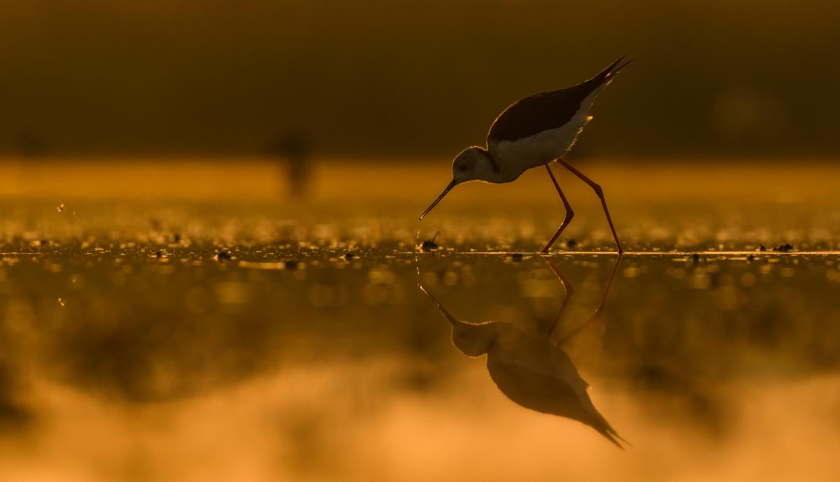 Szakolczai Krisztina