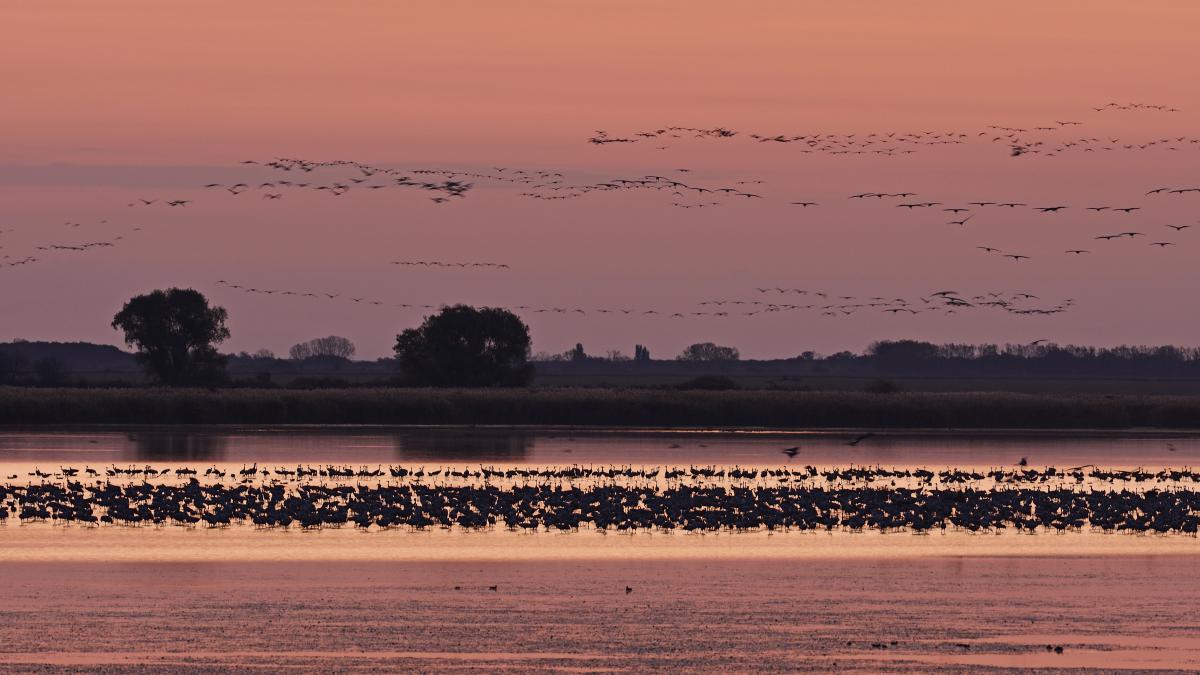Násfayné Kőházi Mária