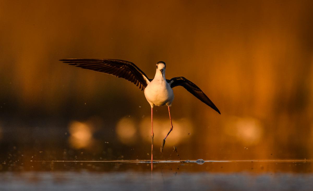 Szakolczai Krisztina