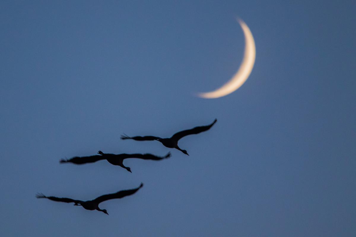 Koncz-Bisztricz Tamás