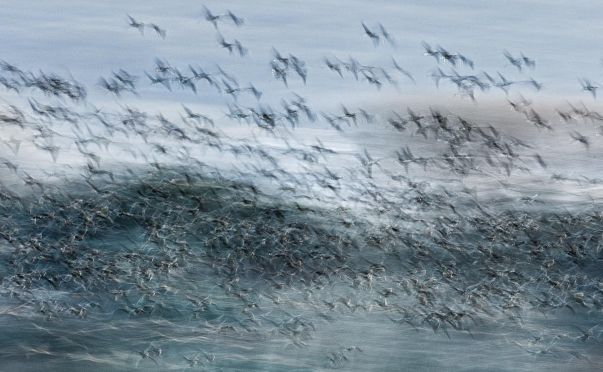 Szakolczai Krisztina