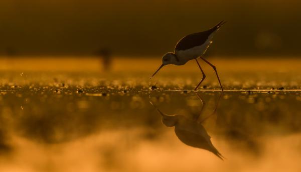 Apró falat reggelire