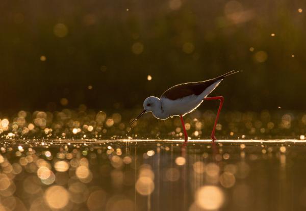 Az utolsó gólyatöcs 