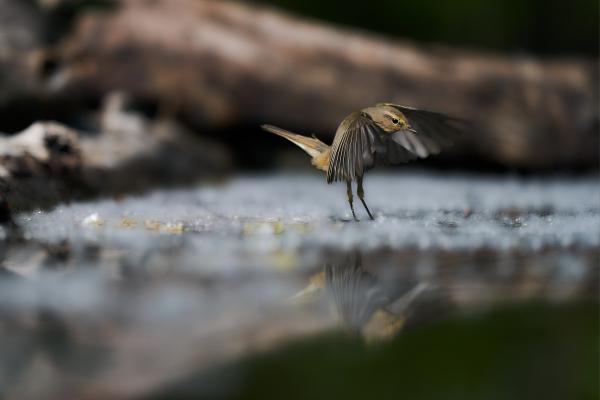 Füzike a habfürdőben