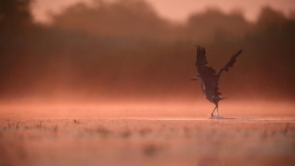 Hajnalpíres reggeli