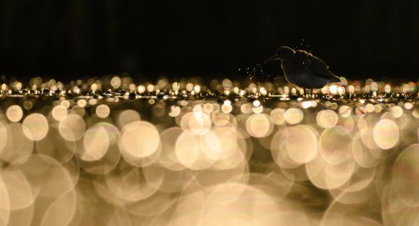 Cankó fényfüzérrel