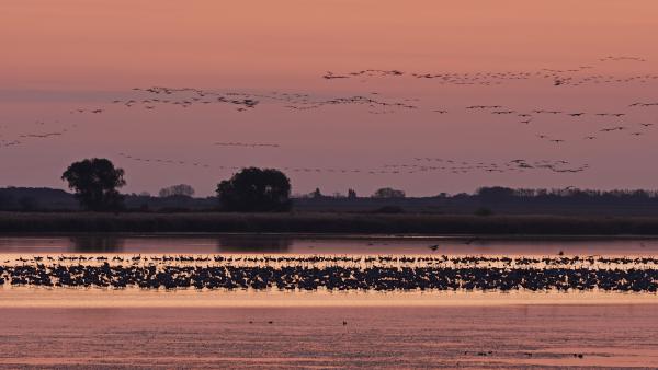 Megszálló csapatok