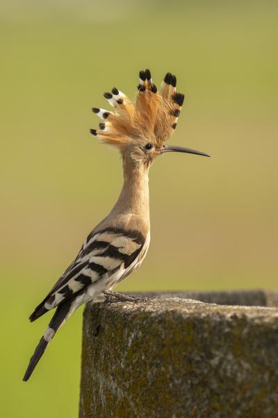 Banka a kútgyűrűn