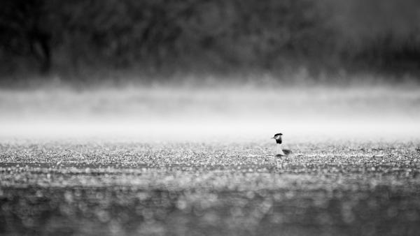 Párás hajnal a tavon