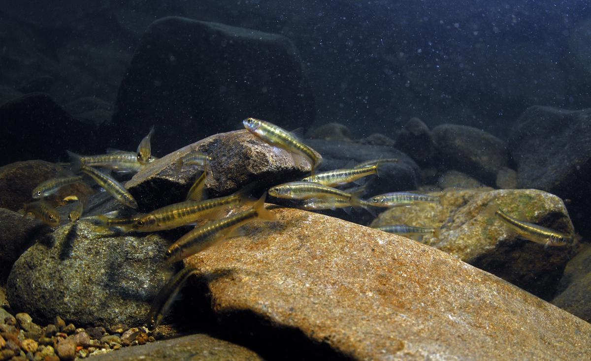 Násfayné Kőházi Mária