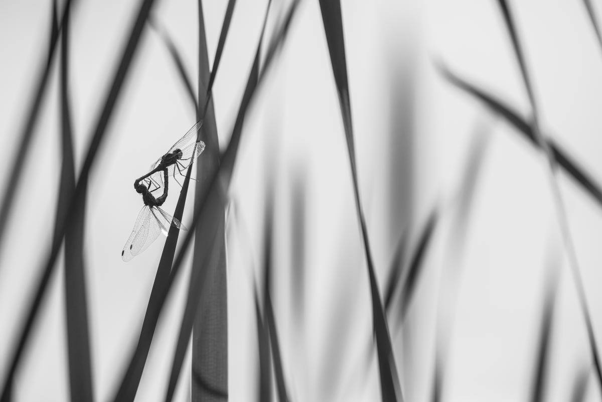 Darányiné Bakos Éva