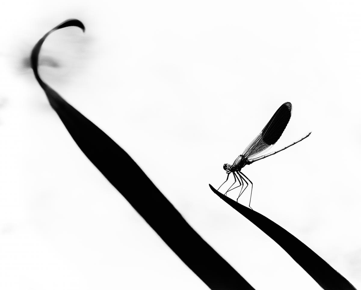 Szakolczai Krisztina