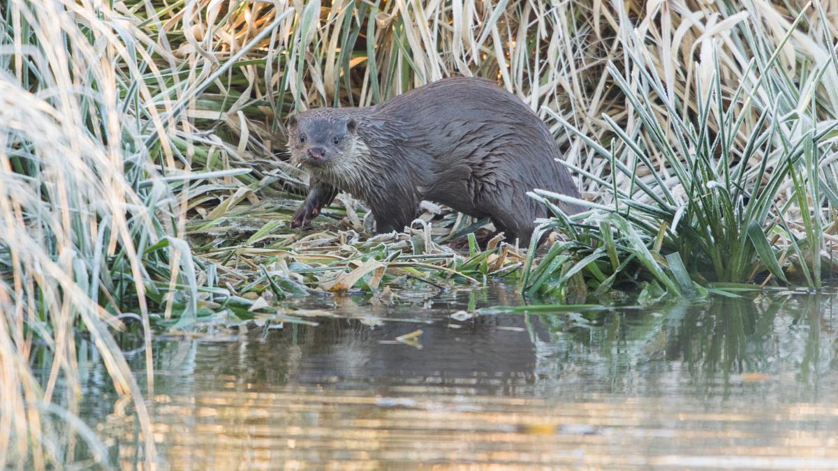 Koncz-Bisztricz Tamás