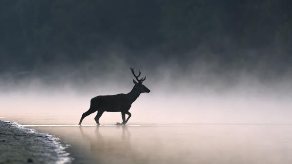 Köd előttem, köd mögöttem