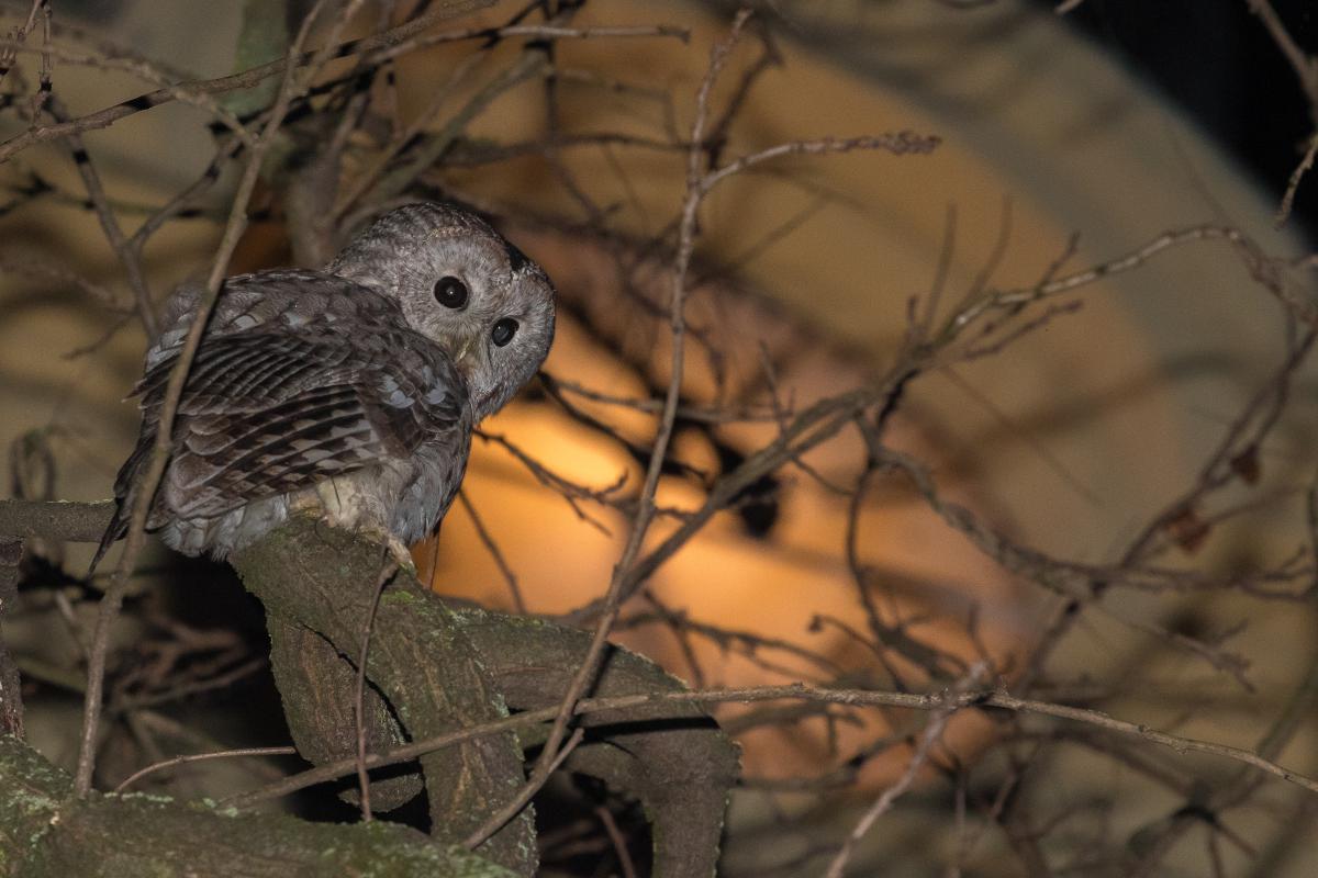 Koncz-Bisztricz Tamás