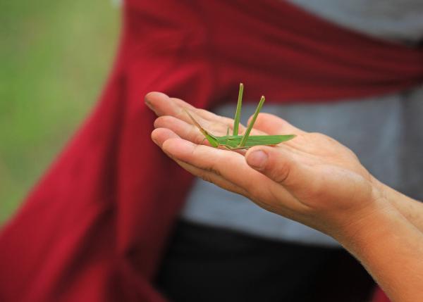 Repülj sáska, repülj