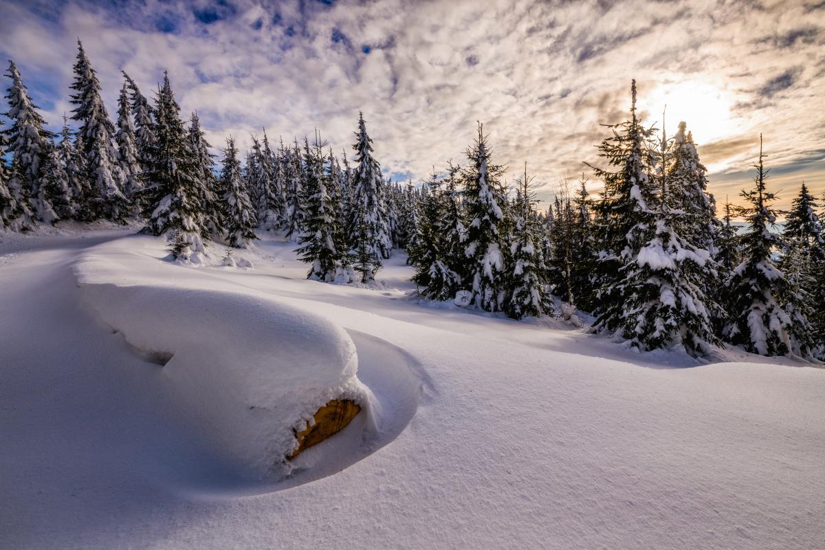 Szakolczai Krisztina